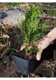 Resim Leylandi Çam Fidanı 10-30cm 30 Adet Tüplü Bahçe Bitkisi Cupressus Leylandii 