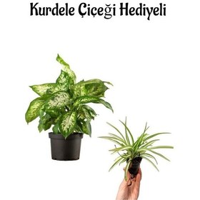 Resim Difenbahya Bitkisi Sevgililer Gününe Özel Kurdele Çiçeği 