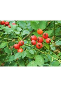 Resim Kuşburnu Fidanı 2 Adet - Rosa Canina 