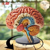 Resim 2D Düz, 2D Dönen Anatomi Beyin Modeli - Etiketli Beyin & Organ Bölümleri ile Yüksek Kaliteli Akrilik, Güç Gerektirmez, Eğitici Sergileme için Modern Minimalist Tasarım, Ofis & Ev Dekoru, İç/Dış Mekan Kullanımı, Şık Görünüm, Detaylı İşçilik, 2D Düz 