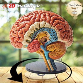 Resim 2D Düz, 2D Dönen Anatomi Beyin Modeli - Etiketli Beyin & Organ Bölümleri ile Yüksek Kaliteli Akrilik, Güç Gerektirmez, Eğitici Sergileme için Modern Minimalist Tasarım, Ofis & Ev Dekoru, İç/Dış Mekan Kullanımı, Şık Görünüm, Detaylı İşçilik, 2D Düz 