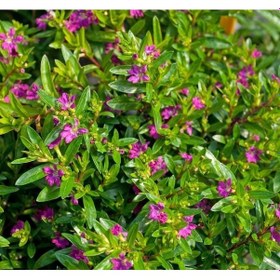 Resim Kufeya Cennet Çiçeği 10 Adet Pembe 