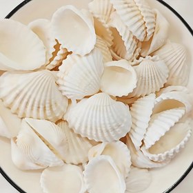 Resim 30 adet Gerçekçi Deniz Kabuğu Süsleri - Sahil Plaj Dekoru, Akvaryum, Ev, Düğün, Parti - Dayanıklı Plastik Kabuklar Çeşitli Boyutlarda (1-4cm) - Elektrik Gerektirmez, Kolay Temizlenir - Vazo Düzenlemeleri, Balık Tankları, Masa Merkezleri için - Sahil Ev Dekorasyonu, Plaj Aksesuarları, Akvaryum Dekoru, Doğal Görünüm, El Yapımı Görünüm, Süs Kabukları, Etkinlik Planlayıcıları, Ev Dekorasyonu, Deniz Kabuğu Tasarımı, Hafif Malzeme, Akvaryum Tutkunları, Noel Teşvik Dekorasyonu, Noel Süsü 