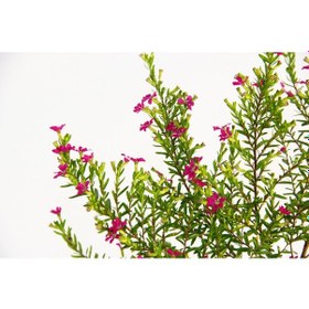 Resim Kufeya Cennet Çiçeği Pembe Saksıda 3 Adet 