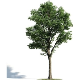 Resim Ihlamur Ağacı 1.5-2 Metre 5 Adet 