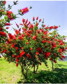 Resim Fırça Çalısı Callistemon 80-100 Cm - Çiçekli Peyzaj/çit Bitkisi 