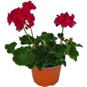 Resim Saksıda Sardunya Çiçeği 1 Adet 