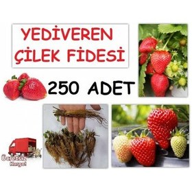 Resim 250 Adet Çilek Fidesi Yediveren Albion 12 Ay Dikim 