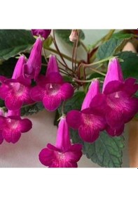 Resim Özel X Smithicodonia Joy Kohleria Japon Küpelisi Çiçeği Fidesi Mini Potta 
