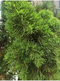 Resim Videolu Kokulu Limoni Selvi Fidanı 10 Adet 40-60Cm Saksılı (Lemon Cypress Sapling) 