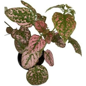Resim Puantiyeli Bitki Hypoestes Phyllostachya 15-20 Cm Kırmızı N11.1478 