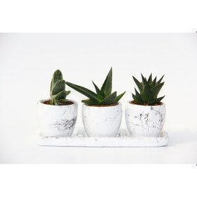 Resim Trio Beyaz Sukulent Seti - Haworthia. Gasteria. Aloe Ferox 