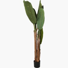 Resim Saksılı 3 Gövde Japon Muzu Ağacı 165cm 