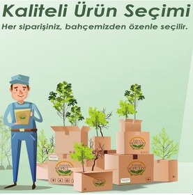 Resim Dracaena Marginata Çiçeği 2 Gövdeli 80-100cm 