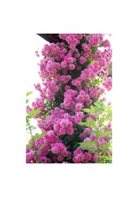 Resim Pembe Sarmaşık Gül 