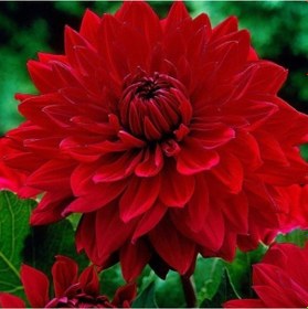 Resim Dev Çiçekli Garden Wonder Dahlia Yıldız Çiçeği Soğanı Yumrusu 1 