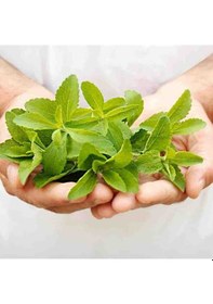 Resim Stevia Tohumu Şeker Otu Tohumu 500 Adet Tohum 