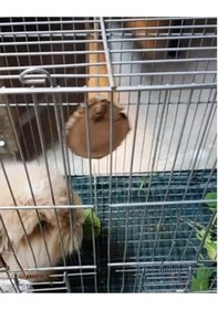 Resim Tavşan Ve Hamsterlar İçin Kemirme Oyuncağı, Eğlenceli Ve Dayanıklı 