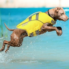 Resim Paw Portal Köpek Can Yeleği 