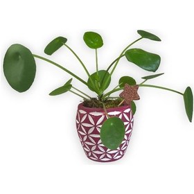 Resim Çin Para Bitkisi | Mini Pilea | Pembe Desenli Saksıda 