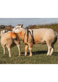 Resim Koç Aşım Kemeri - Sağlamiş 