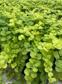 Resim Altın Kolye Çiçeği Dekoratif Canlı Salon Çiçeği Lysimachia Nummularia 