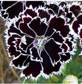 Resim Dianthus Heddewigii Black White Karanfil Çiçeği 100 Adet 