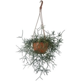 Resim Rhipsalis Pilocarpa | Askılı Saksıda 