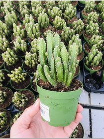 Resim SUKULENTİSTANBUL Cereus Peruvianus -florida-radrasyon Emici Kaktüs 