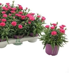 Resim Dekoratif Kokulu Salon Ofis Çiçeği Pink Dianthus 1 Adet Saksılı 15-25Cm 