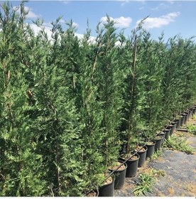 Resim Leylandi Cupressocyparis Leylandii 200-220cm 