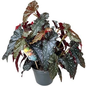 Resim Begonia Maculata 'black Forest' Begonya Çiçeği 