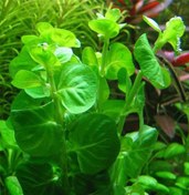 Resim Lysimachia Nummularia Sp Green Akvaryum Bitkisi,Canlı Bitki 5 Dal 