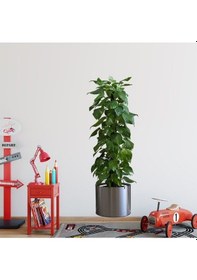 Resim Saksılı Bitki Tasarımlı Yapışkanlı Sticker Resim 90 30 Cm Mc-665 