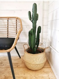 Resim Euphorbia Acrurensis – Yalancı Kaktüs 20-40 cm 