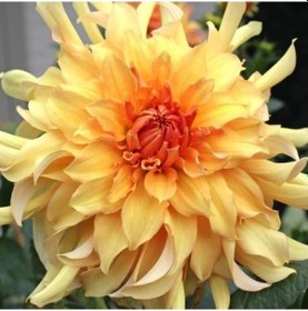 Resim Dev Çiçekli Big Brother Dahlia Yıldız Çiçeği Soğanı Yumrusu 1 Ad 