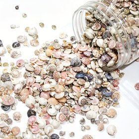 Resim 500 Adet Küçük Kabuklu Deniz Kabuğu, Gözeneksiz, Reçine İşlemeli, Boyut 5-10mm, Diğer Malzemeden Yapılmış, Okyanus Temalı Partiler, Düğün, Ev Dekorasyonu, Mum Yapımı, Akvaryum Vazo Dolgusu, Reçine Sıvı Kalıp Doldurma İçin 