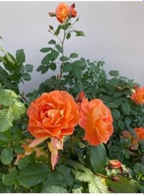 Resim Videolu Minyatür Turuncu Gül Fidanı 1 Adet Saksılı/Tüplü 30-50 Cm (Miniature Orange Rose) 
