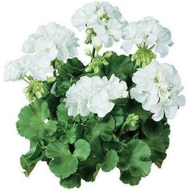 Resim Beyaz Sardunya Çiçeği Saksıda 20 - 30 Cm 10 Adet 