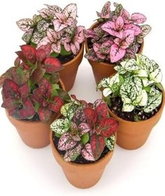 Resim Beyaz/Kırmzı/Pembe Renk Hostes Çiçeği 3 Adet Saksılı 10-15Cm 