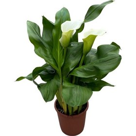 Resim Calla Lilly 'white' Gala Çiçeği 