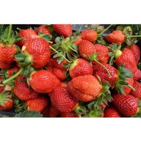 Resim Rüzgarbotanik Palomar Frigo Çilek Fidesi 30Adet 