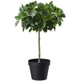 Resim Yapay Bitki, Benjamin 12 Cm Ikea Yapay Çiçek Yeşil 
