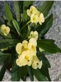 Resim Videolu Sarı Renkli 1 Adet Dev Dikenler Tacı Çiçeği 30-40Cm Saksılı (Euphorbia) 