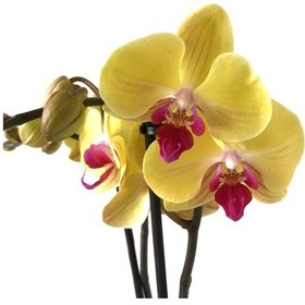 Resim Phalaenopsis 'Miraflore (Sarı Orkide) 12 CM 70-80 CM 