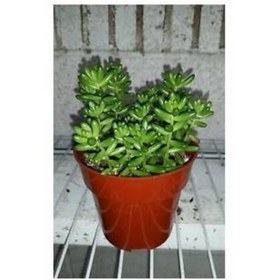 Resim Tunç Botanik SEDUM RUBROTINCTUM 90 ADET - TERARYUM İÇİN SUKULENT YER ÖRTÜCÜ BİTKİ 