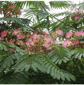 Resim Gülibrişim İpek Ağacı Tohumu 5 Tohum 