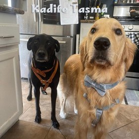Resim Dog Collar Named Sky Blue Velvet Collar 595658 - 4pcs set / M 
