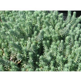 Resim Tunç Botanik SEDUM REFLEXUM 135 ADET - TERARYUM İÇİN SUKULENT BİTKİ 