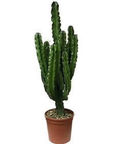 Resim Euphorbia Ingens Kaktüs Ø24 Cm Y100-125 Cm 